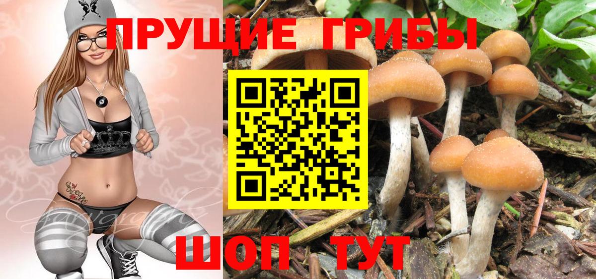 Псилоцибиновые грибы мицелий Арсеньев